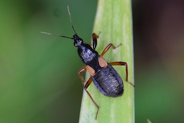 キバネアシブトマキバサシガメ20200519