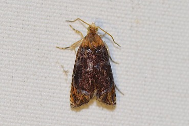 �ĥޥ������ҥ�ϥޥ�20210622