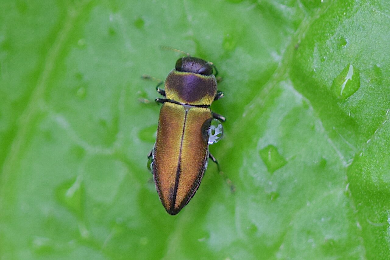 自然誌 １８７ 比叡平の夏の虫 山中比叡平の防災
