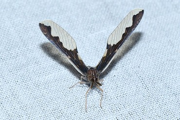 �����ޥϥͥʥ�����20250705��