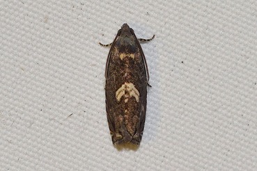 �����ĥ���ҥ�ϥޥ�a20210717