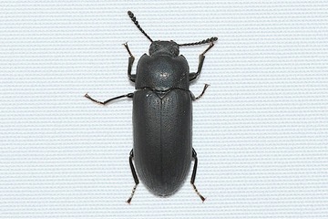 ���˥ĥΥ��ߥॷ���ޥ�20260712