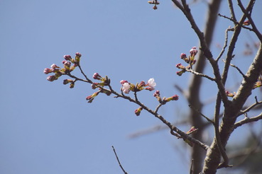 我が家の桜A20200326