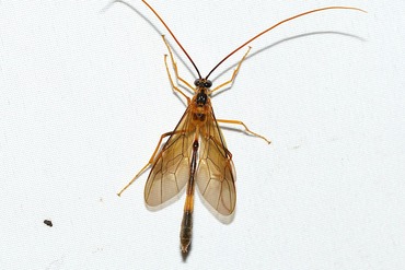 �ޥ��饪������Х�20250814