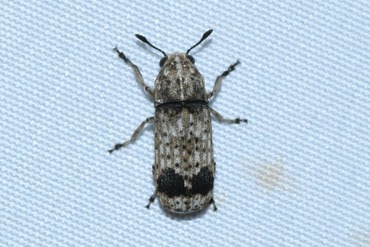 �ե����ĥĥҥ��ʥ������ॷ20250704