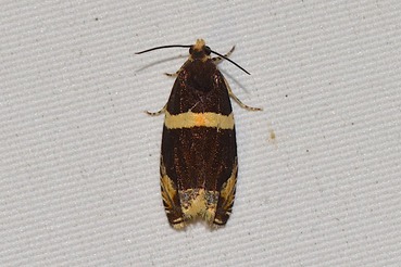 ���ĥ��ҥ�ϥޥ�20210609