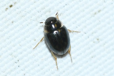 �����ߥ��ॷ�ΰ��20250628