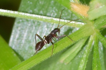アリに似たカメムシの幼虫