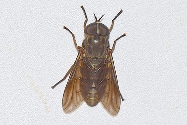 ��ޥȥ���20190717