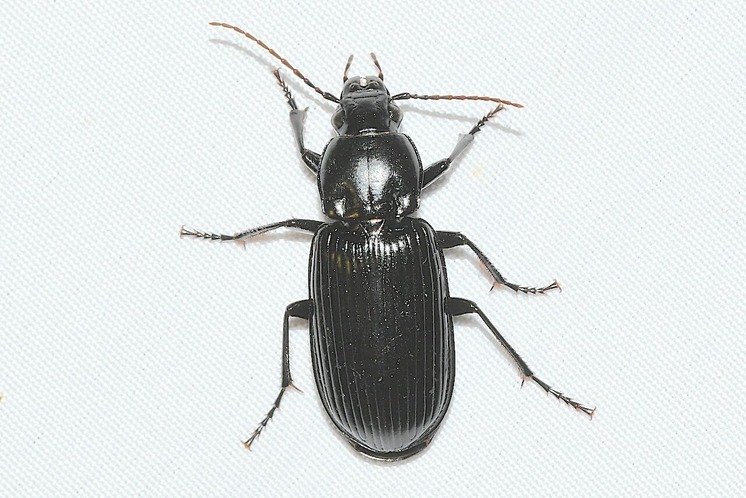 ���ʥϥ饴�ߥॷ20250730