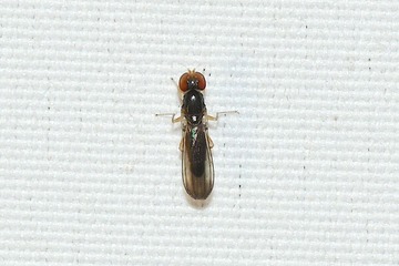 �����ϥ�20260604D