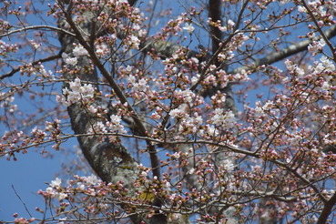かみなり山の桜A20200326