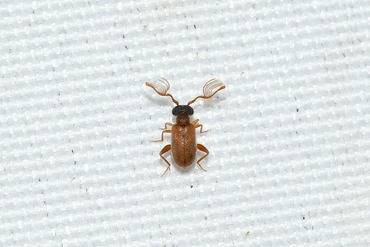 �����ҥ��˥����ӥܥ��ॷ20250819