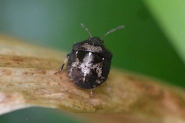 タマカメムシA20200522