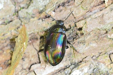 �����ʥ��˥����ߥॷ���ޥ�20260710