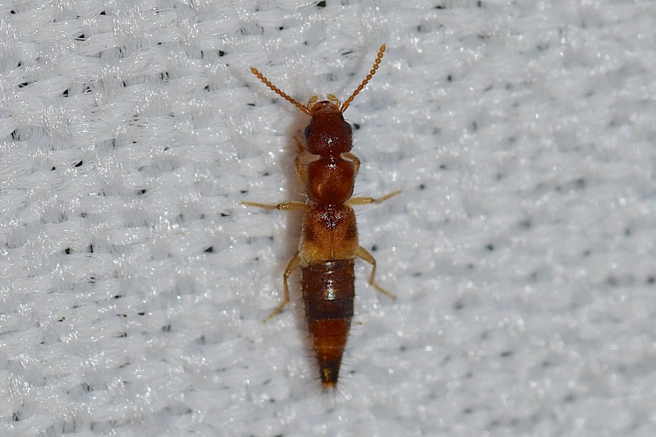 自然誌（168）タマムシの乱舞 : 山中比叡平の防災