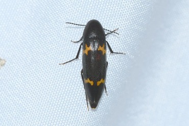 �ե����ӥۥ��ʥ�������20250701