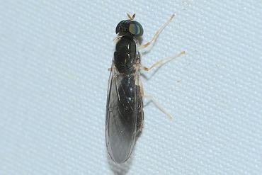 Chrysochroma molliculum20250606