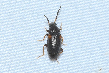 �������ҥ᥯�����ॷ20250704