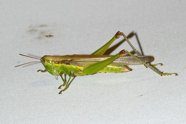 �ϥͥʥ����ʥ�20250814