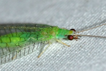 ���ĥۥ������ޥ��饯����������20251004