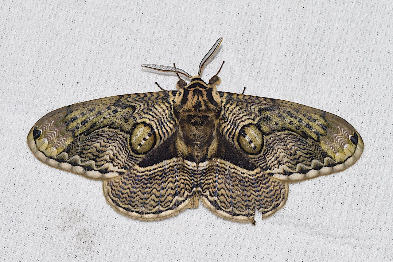 自然誌 137 春から初夏の中大型蛾 山中比叡平の防災