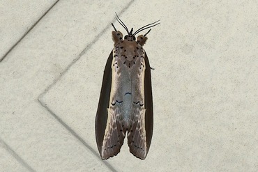 ���󥸥奭�Υ��塞20250820