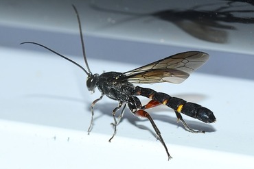 ���奦���奦��󥬥��ҥ�Х�20250705��