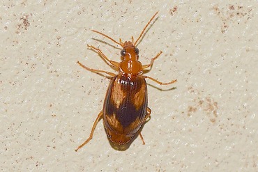 �ҥ����󥸥奦�����ȥ��ꥴ�ߥॷ20230518