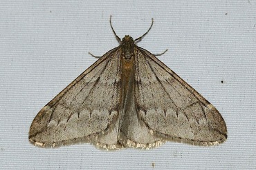 �������ӥե楷�㥯20260115