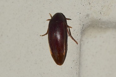 カバイロニセハナノミ20200523