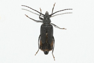 ���Хͥ��ߥ���20250901