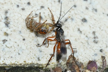 �ߥ����ĥ�ܥ�����Х�20250627