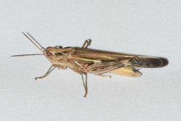 �ޥ���Хå�20250723