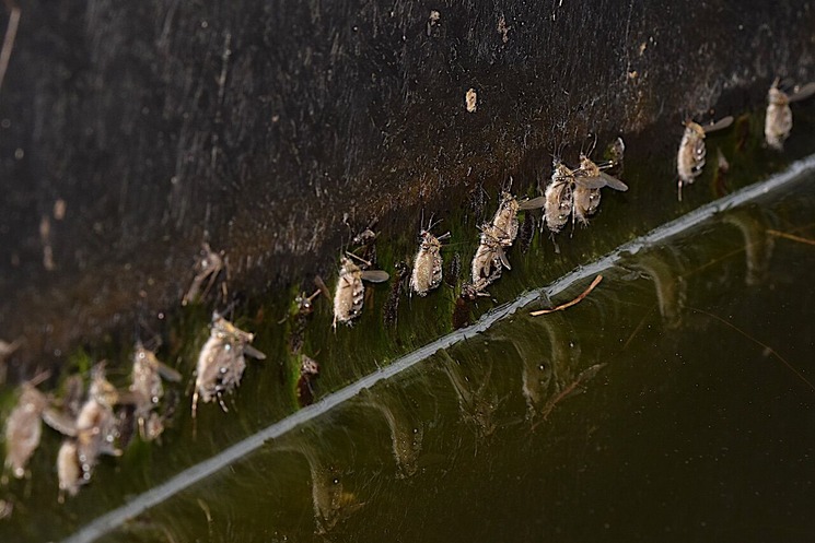 自然誌（213）蚊に寄生するカビ : 山中比叡平の防災