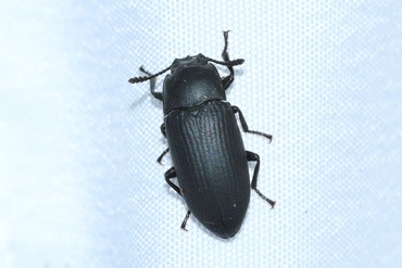 �եȥҥ�ĥΥ��ߥॷ���ޥ�20250707