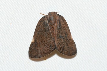 ���奦�������ߥ����ϥ�����20251005