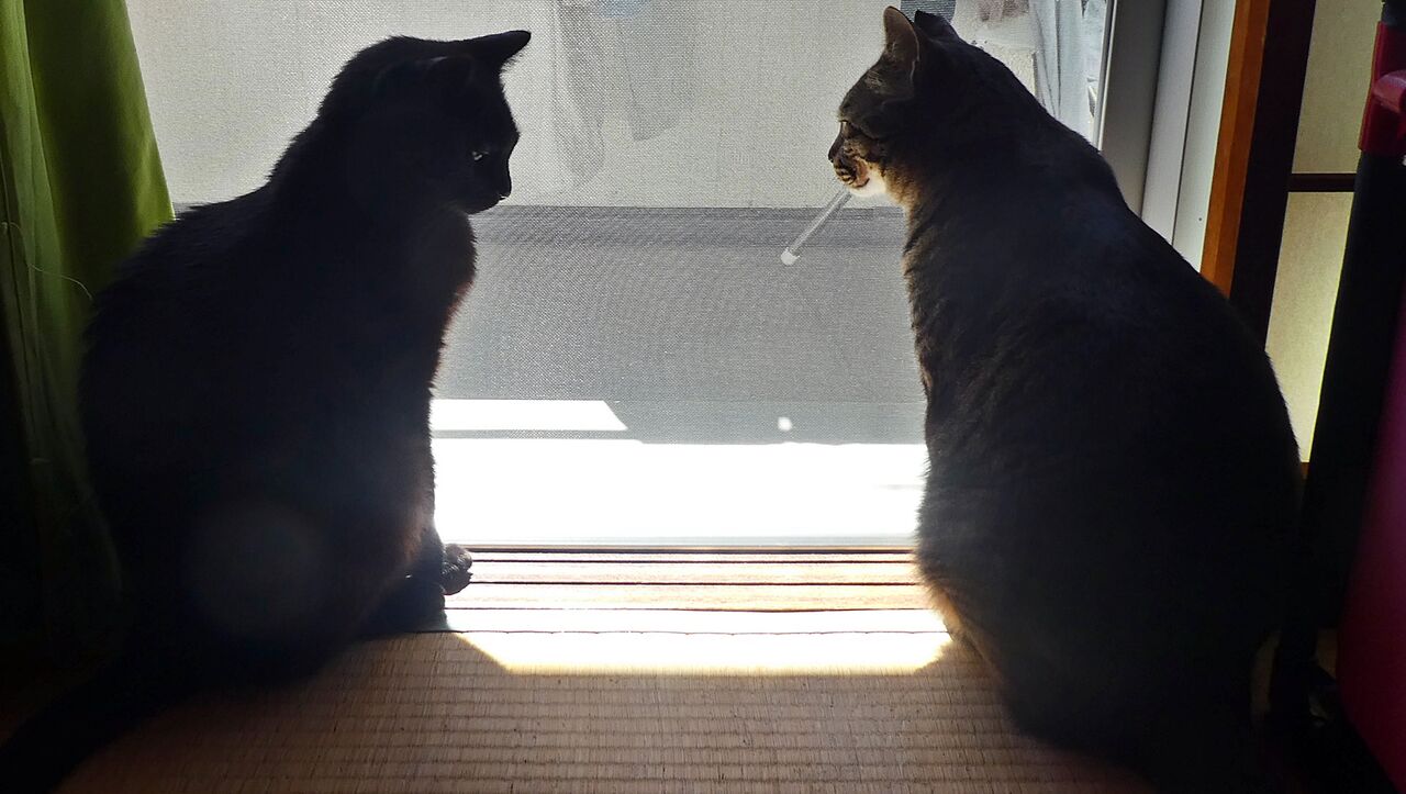 黄昏の猫二匹 ミヤ ぶち猫 と大吉 黒猫 ときなこ 茶トラ猫 とムギ キジトラ猫 のとうちゃんの夕食メニュー 黄昏の猫二匹 ミヤ ぶち猫 と大吉 黒猫 ときなこ 茶トラ猫 とムギ キジトラ猫 のとうちゃんの夕食メニュー