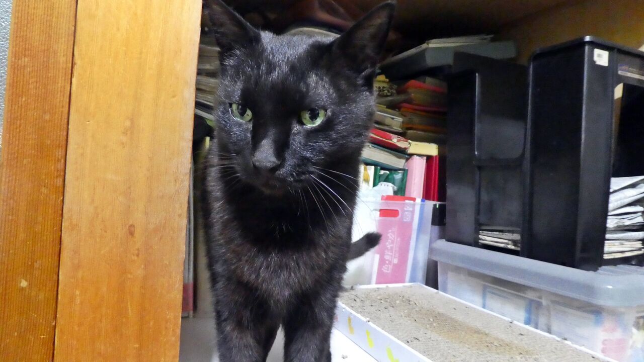 黒猫 大吉 ちょっと痩せた ミヤ ぶち猫 と大吉 黒猫 ときなこ 茶トラ猫 とムギ キジトラ猫 のとうちゃんの夕食メニュー