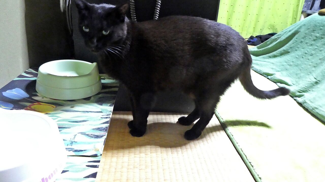 目つきの悪い黒猫 大吉 ミヤ ぶち猫 と大吉 黒猫 ときなこ 茶トラ猫 とムギ キジトラ猫 のとうちゃんの夕食メニュー 目つきの悪い黒猫 大吉 ミヤ ぶち猫 と大吉 黒猫 ときなこ 茶トラ猫 とムギ キジトラ猫 のとうちゃんの夕食メニュー