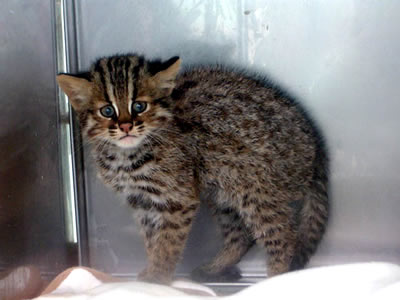 ツシマヤマネコ違法飼育の疑い 男性を書類送検 ミヤ ぶち猫 と大吉 黒猫 ときなこ 茶トラ猫 とムギ キジトラ猫 のとうちゃんの夕食メニュー