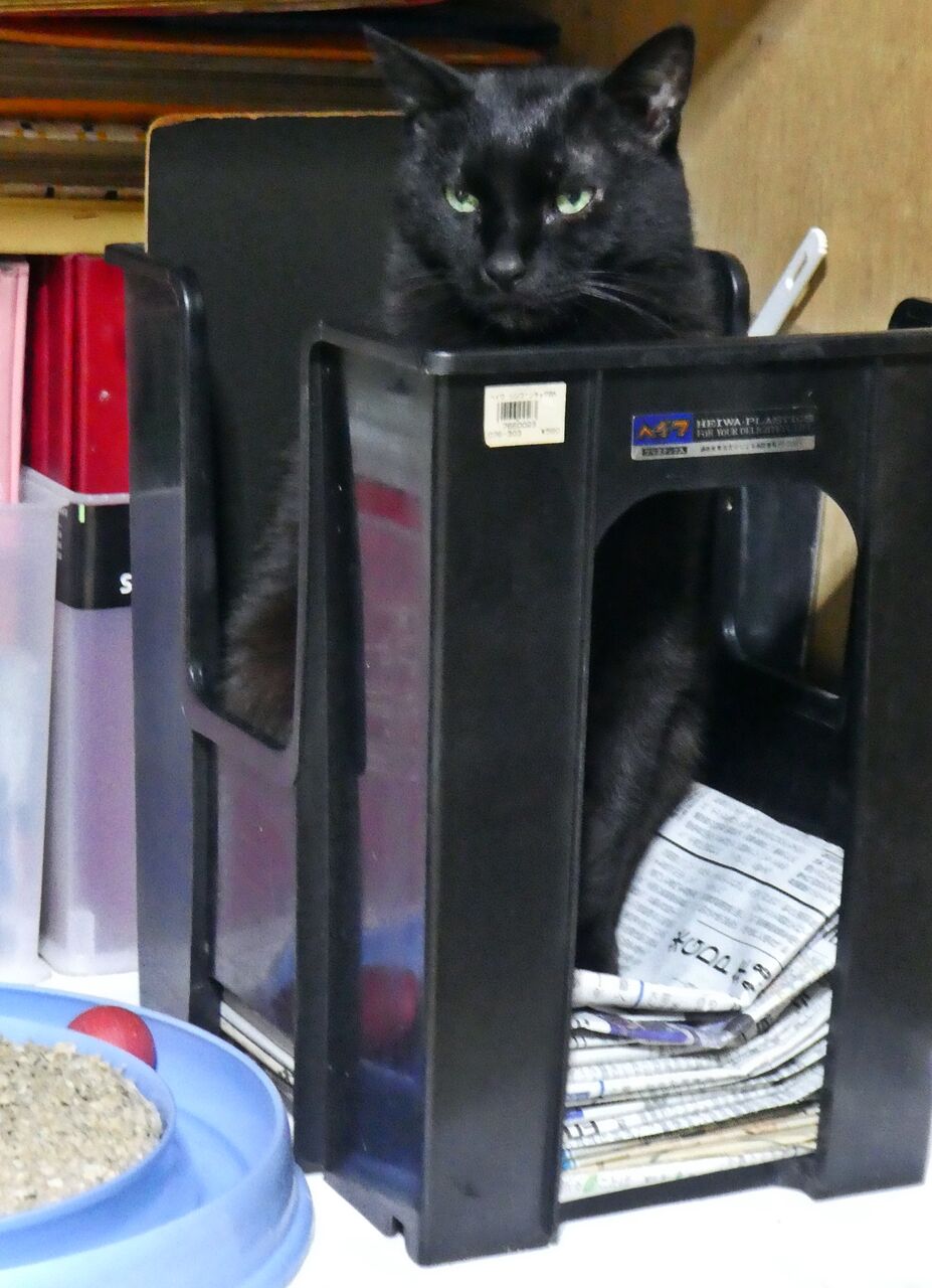 何故かドヤ顔の黒猫 大吉 ミヤ ぶち猫 と大吉 黒猫 ときなこ 茶トラ猫 とムギ キジトラ猫 のとうちゃんの夕食メニュー 何故かドヤ顔の黒猫 大吉 ミヤ ぶち猫 と大吉 黒猫 ときなこ 茶トラ猫 とムギ キジトラ猫 のとうちゃんの夕食メニュー