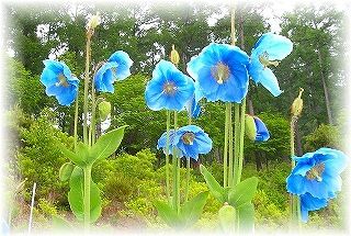 しなやかな鳥の子色の地に芥子の花が揺らめく単衣のお着物です