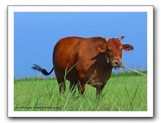 牛で荷を運んで南部牛追唄 Fueブログ