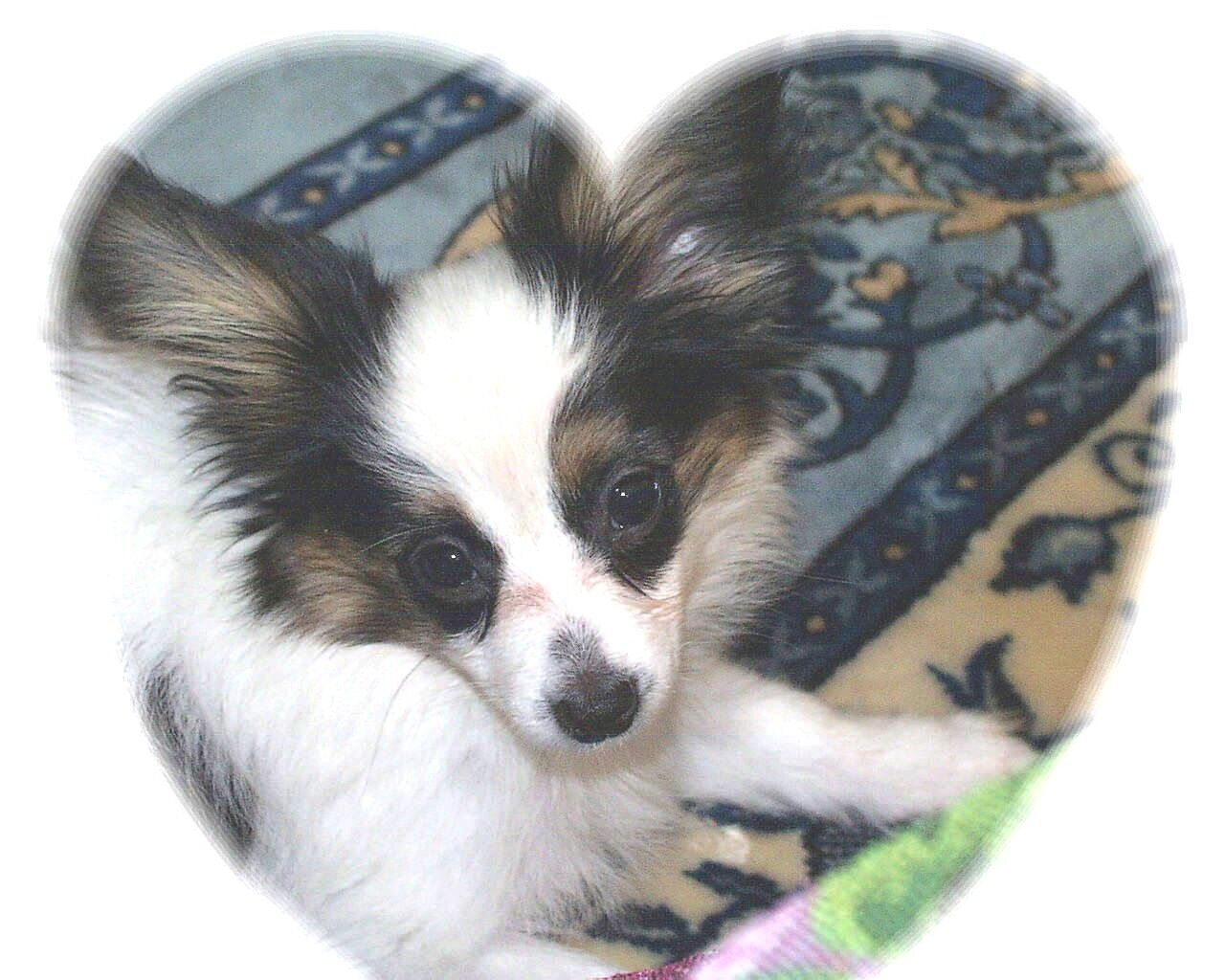 愛犬ジョン君17歳が逝ってしまいました ペットロス Fueブログ 愛犬ジョン君17歳が逝ってしまいました ペットロス Fueブログ