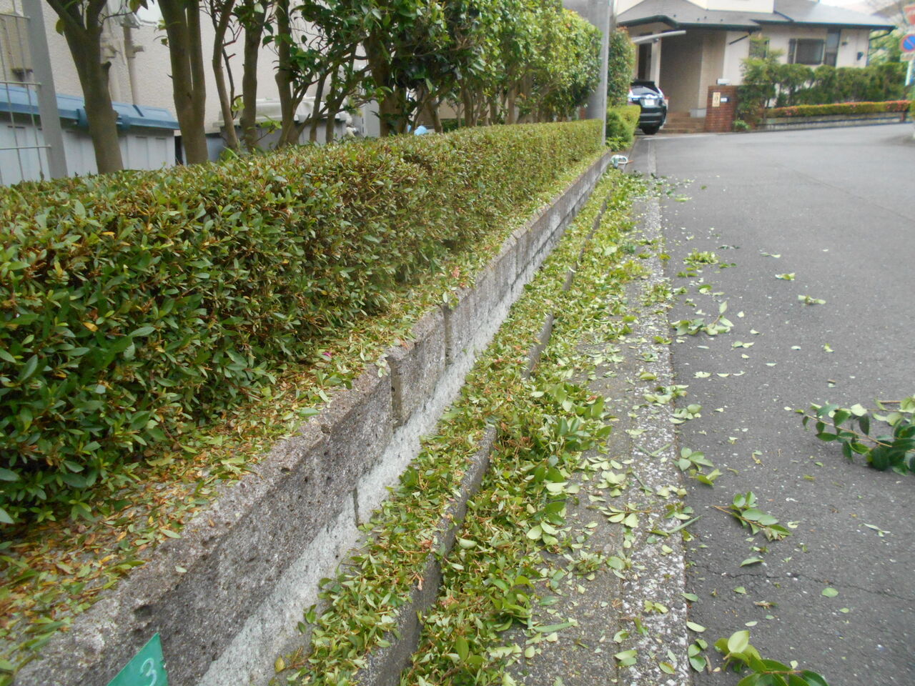 生垣の剪定 剪定バリカン 恐ろしいチャドクガ Fueブログ