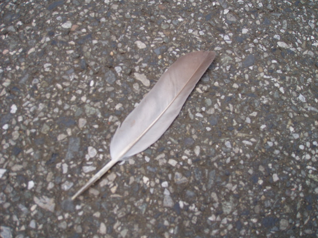 鳥の羽を見かけたら Shala S Spiritual Walk 愛と喜びと