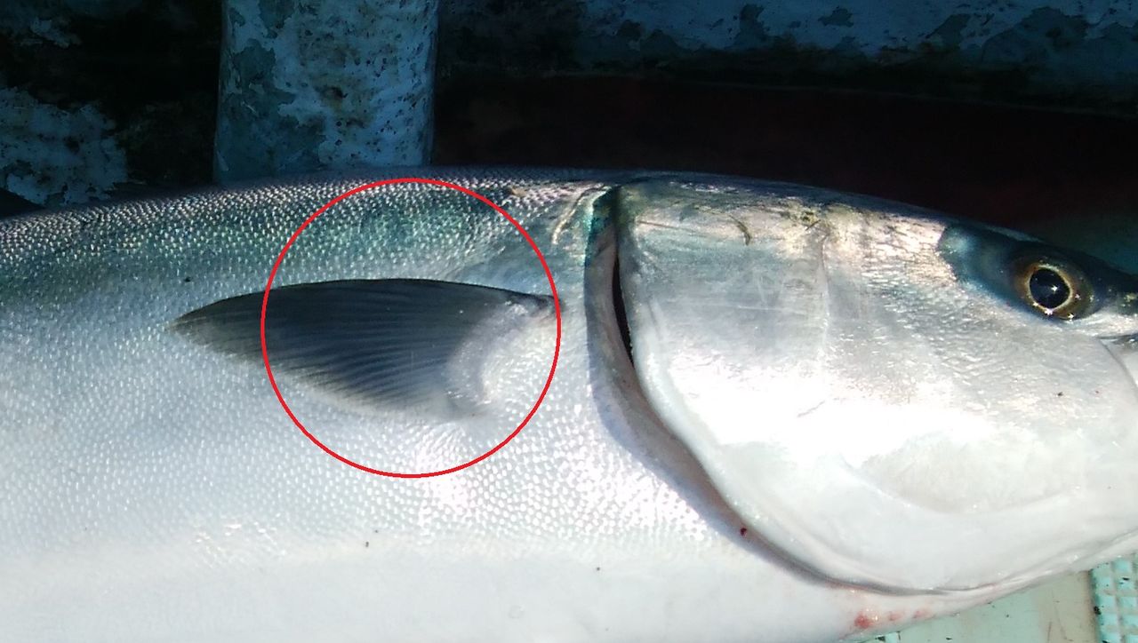 ブリとヒラマサの見分け方 Takesakuのblog