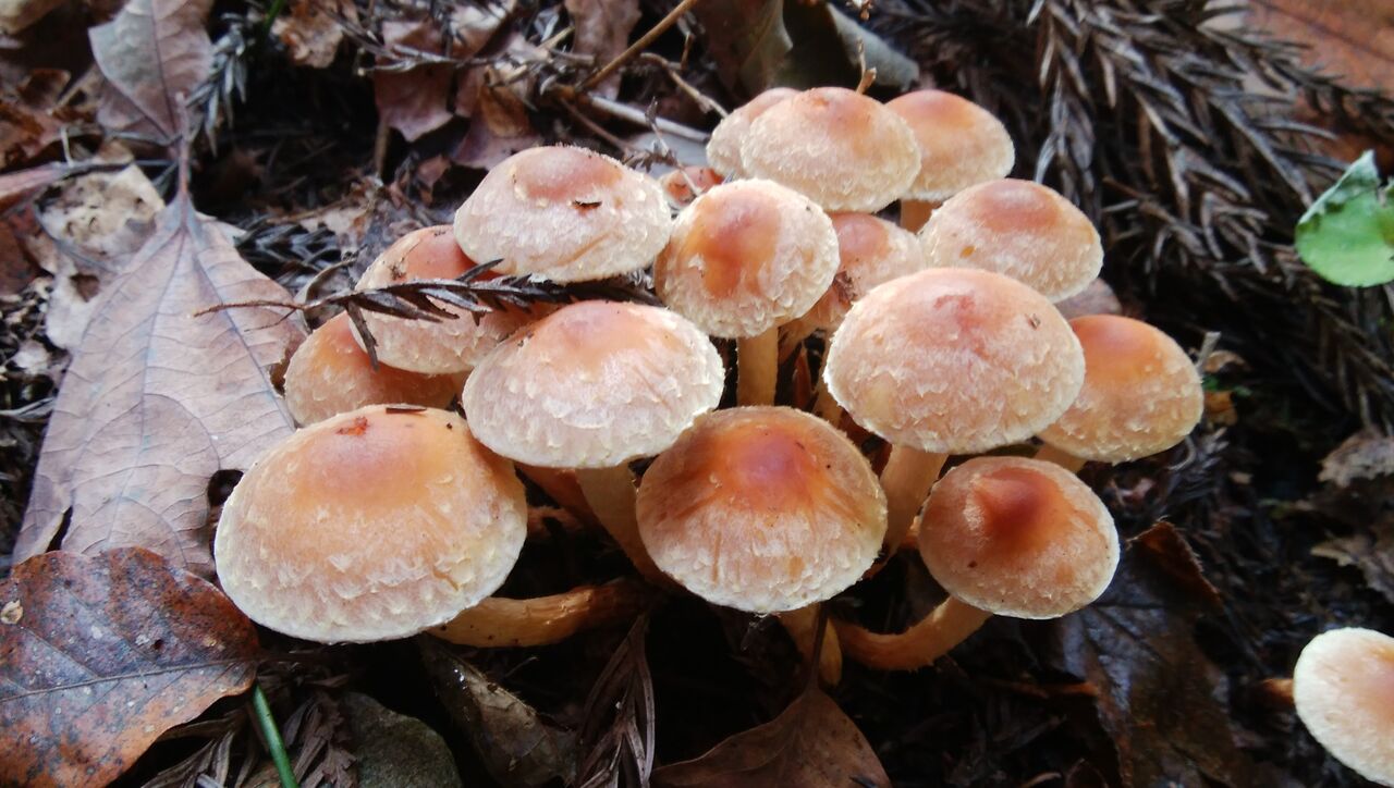 クリタケとニガクリタケ Takesakuのblog