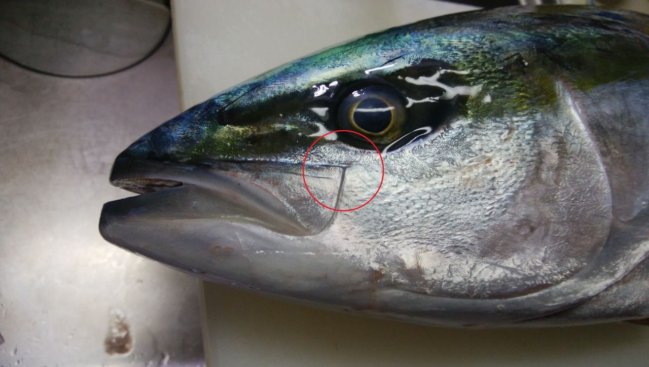 ブリとヒラマサの見分け方 Takesakuのblog